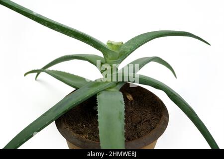 Aloe Vera Pflanze, getrimmt und in einen Tontopf für den weiteren Anbau gelegt. Die einzelne Aloe-Zimmerpflanze grün stielt in einer Nahaufnahme, auf einer klaren dargestellt Stockfoto