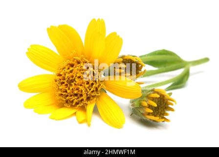 Echte Arnika, Arnica montana, Bergwohlverleih. Heilpflanze, Arnikablüten enthalten ätherisches Öl, Flavonoide und Sesquiterpenlacton, die Entzindungs Stockfoto