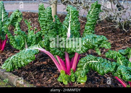 Beta Vulgaris subsp cicla var flavescens 'Rhabarb Chard' eine Gemüsesalatfutter-Ernte mit gesundheitlichen Vorteilen für die Ernährung, Stock-Foto-Bild