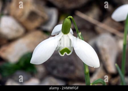 Galanthus 'S. Arnott' (Schneeglöss) eine doppelt frühlingshafte Winter-Knollenblüte mit einer weiß grünen Frühlingsblume im Januar, Stock-Foto-Bild Stockfoto