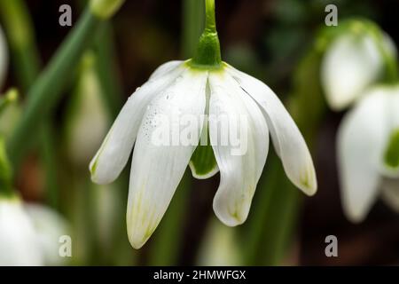 Galanthus 'Jacquenetta' (Schneeglöckchen) eine im Frühling doppelt blühende Winter-Zwiebelpflanze mit einer weiß grünen Frühlingsblume im Januar, Stock-Foto-Bild Stockfoto