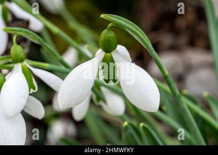 Galanthus x hybridus 'Merlin' (Schneeglöckchen) eine im Frühling Winter bauchige Pflanze mit einer weiß grünen Frühlingsblume im Januar, Stock Foto Bild Stockfoto