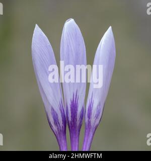 Drei violette und weiße Krokusse auf dem Old Cemetery in Southampton Stockfoto