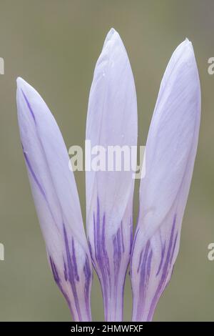 Drei violette und weiße Krokusse auf dem Old Cemetery in Southampton Stockfoto