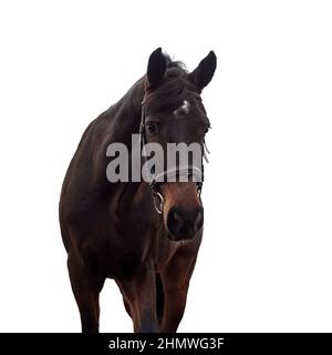 Porträt eines dunklen Lorbeerpferdes im Zaumzeug auf weißem Hintergrund. Stockfoto