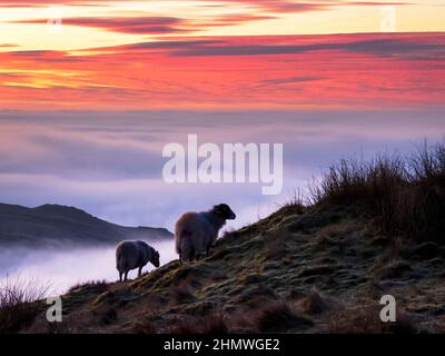 Schafe auf Wansfell über Tal Nebel von einer Temperatur-Inversion in der Morgendämmerung, Ambleside, Lake District, Großbritannien. Stockfoto