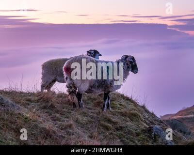 Schafe auf Wansfell über Tal Nebel von einer Temperatur-Inversion in der Morgendämmerung, Ambleside, Lake District, Großbritannien. Stockfoto