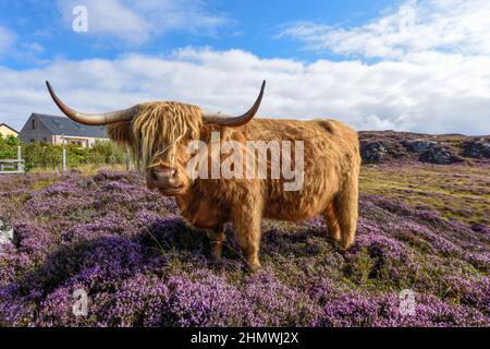 Kuscheliges schottisches Hochlandrind in rosa Heidekraut, Schottland, Großbritannien Stockfoto