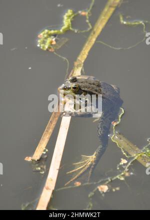 Marschfrosch (Pelophylax ridibundus) in einem Pool von Trümmern. Aufgenommen in Cliffe Pools, Rochester, Kent, Großbritannien Stockfoto