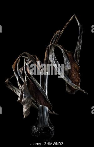 Trockene Pflanze, bildende Kunst Stockfoto
