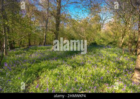 Bois et fleurs des bois au printemps dans la baie de Somme. Jacynthes sauvage, Arnica, ail des ours. Stockfoto
