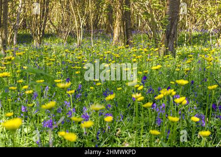 Bois et fleurs des bois au printemps dans la baie de Somme. Jacynthes sauvage, Arnica, ail des ours. Stockfoto