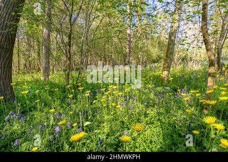 Bois et fleurs des bois au printemps dans la baie de Somme. Jacynthes sauvage, Arnica, ail des ours. Stockfoto