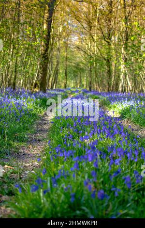 Bois et fleurs des bois au printemps dans la baie de Somme. Jacynthes sauvage, Arnica, ail des ours. Stockfoto