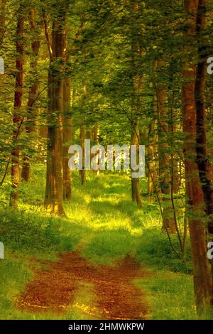 Bois et fleurs des bois au printemps dans la baie de Somme. Jacynthes sauvage, Arnica, ail des ours. Stockfoto