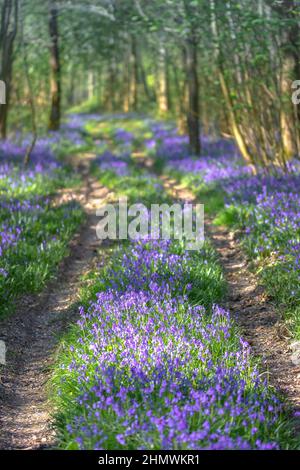 Bois et fleurs des bois au printemps dans la baie de Somme. Jacynthes sauvage, Arnica, ail des ours. Stockfoto