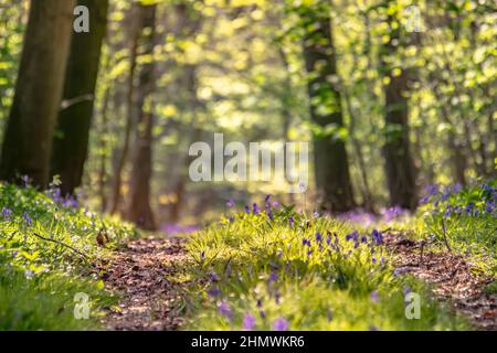 Bois et fleurs des bois au printemps dans la baie de Somme. Jacynthes sauvage, Arnica, ail des ours. Stockfoto