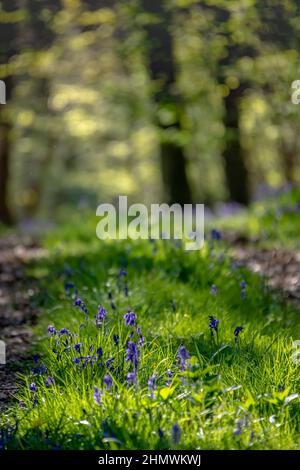 Bois et fleurs des bois au printemps dans la baie de Somme. Jacynthes sauvage, Arnica, ail des ours. Stockfoto