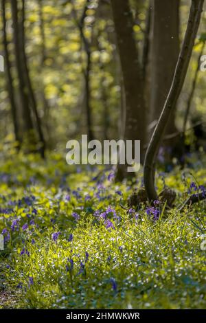 Bois et fleurs des bois au printemps dans la baie de Somme. Jacynthes sauvage, Arnica, ail des ours. Stockfoto