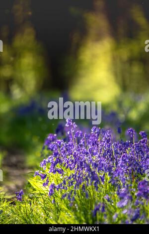 Bois et fleurs des bois au printemps dans la baie de Somme. Jacynthes sauvage, Arnica, ail des ours. Stockfoto