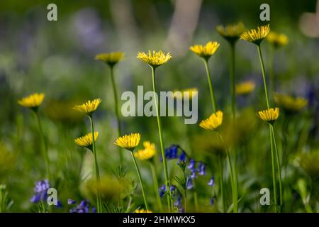 Bois et fleurs des bois au printemps dans la baie de Somme. Jacynthes sauvage, Arnica, ail des ours. Stockfoto