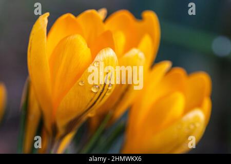 Eine Nahaufnahme von gelben Krokusblüten mit einer geringen Schärfentiefe Stockfoto