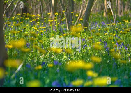 Bois et fleurs des bois au printemps dans la baie de Somme. Jacynthes sauvage, Arnica, ail des ours. Stockfoto