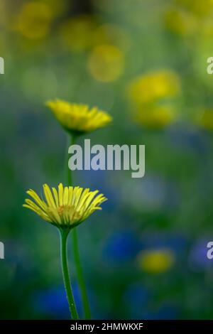 Bois et fleurs des bois au printemps dans la baie de Somme. Jacynthes sauvage, Arnica, ail des ours. Stockfoto