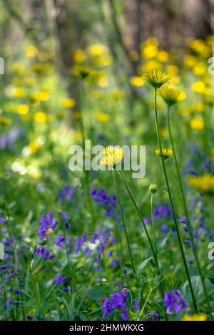 Bois et fleurs des bois au printemps dans la baie de Somme. Jacynthes sauvage, Arnica, ail des ours. Stockfoto