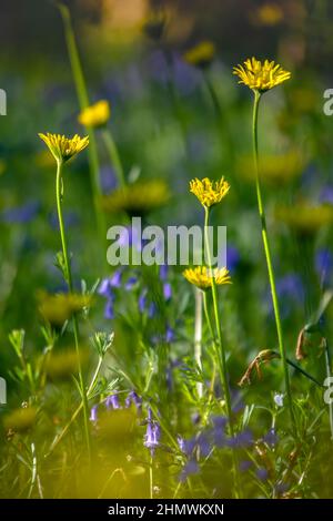 Bois et fleurs des bois au printemps dans la baie de Somme. Jacynthes sauvage, Arnica, ail des ours. Stockfoto