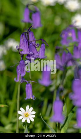 Bois et fleurs des bois au printemps dans la baie de Somme. Jacynthes sauvage, Arnica, ail des ours. Stockfoto