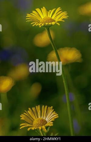 Bois et fleurs des bois au printemps dans la baie de Somme. Jacynthes sauvage, Arnica, ail des ours. Stockfoto