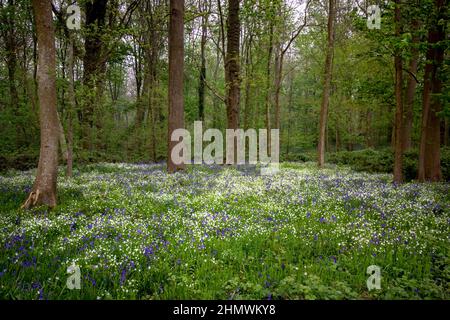 Bois et fleurs des bois au printemps dans la baie de Somme. Jacynthes sauvage, Arnica, ail des ours. Stockfoto