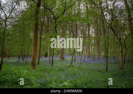 Bois et fleurs des bois au printemps dans la baie de Somme. Jacynthes sauvage, Arnica, ail des ours. Stockfoto