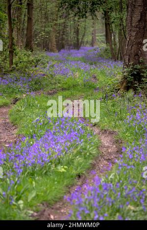 Bois et fleurs des bois au printemps dans la baie de Somme. Jacynthes sauvage, Arnica, ail des ours. Stockfoto