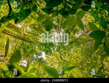 Bois et fleurs des bois au printemps dans la baie de Somme. Jacynthes sauvage, Arnica, ail des ours. Stockfoto