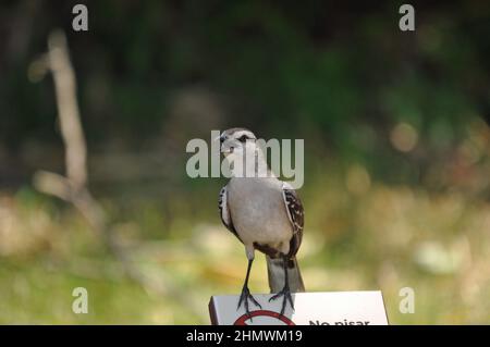 Kalkgebräunter Mockingbird (Mimus saturninus), Nahaufnahme von der Vorderseite mit geöffnetem Mund. Aufgenommen im Iguazo-Nationalpark, Argentinien Stockfoto