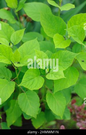 Junge Hortensien sprießen im Garten, saftig reiche grüne Blätter. Hintergrund zu einem Gemüse-Thema, weicher Fokus. Stockfoto