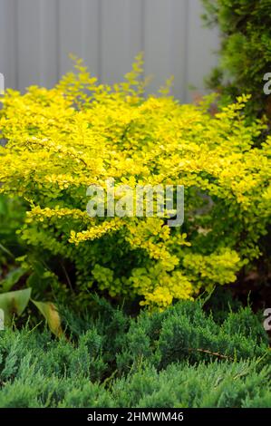 Gelber Busch Berberis thunbergii Aurea im Garten sind die Beine des Busches mit blauem Chip-Wacholder bedeckt. Zierpflanze als Hintergrund, weicher FOC Stockfoto