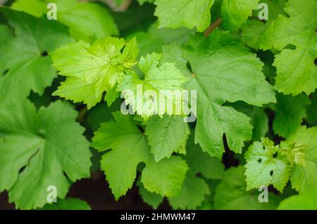 Junge Frühlingszweige von Trauben im Garten, saftig reiche grüne Blätter. Hintergrund zu einem Gemüse-Thema, weicher Fokus. Stockfoto