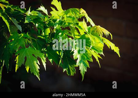 Ein junger Frühlingszweig eines Ahorns in der Hintergrundbeleuchtung, saftig reiche grüne Farbe der Blätter. Dunkler Hintergrund auf einem Gemüse-Thema, selektiver Fokus. Stockfoto