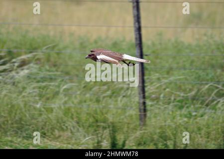 Chimango caracara (Milvago chimango) fliegt und landet nahe, aufgenommen in der Nähe von Buenos Aires, Argentinien Stockfoto