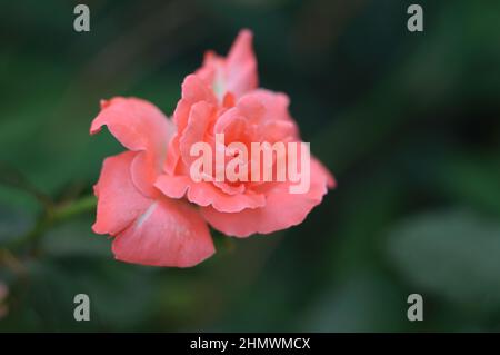Leuchtend orange Knospe der Hybrid-Tee-Rose Folklore. Doppelblüten von einem entzückenden lachsrosa Farbton mit pfirsichgelb auf der Unterseite der Blütenblätter. Blumen Stockfoto