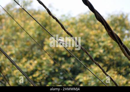 Gabelschwanz-Flycatcher (Tyrannus Savana) saß auf Telefonleitungen mit geteiltem Schwanz auf der Show. Aufgenommen auf den Straßen von Puerto Iguazu, Argentinien Stockfoto