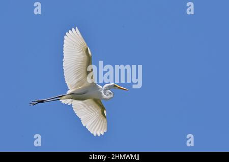 Silberreiher (Ardea alba) fliegen gegen den blauen Himmel mit ausgestreckten Flügeln und geraden Beinen. Aufgenommen auf der Río Paraná de las Palmas, Buenos Aires, Argentinien Stockfoto