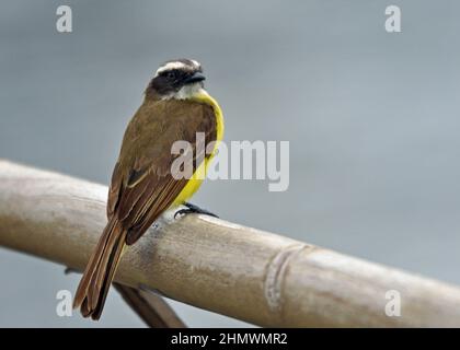 Der große Kiskadee (Pitangus sulfuratus) thronte auf einem Holzgeländer und blickte zur Seite der Kamera. Aufgenommen bei den Iguzu Fällen, Argentinien. Stockfoto