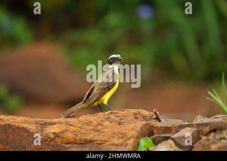 Der große Kiskadee (Pitangus sulfuratus) thronte auf einem Felsen und blickte zur Seite der Kamera. Aufgenommen bei den Iguzu Fällen, Argentinien. Stockfoto