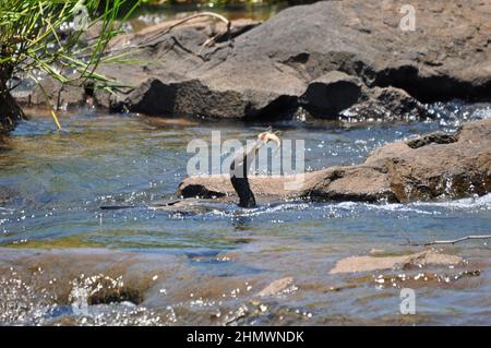 Neotrop-Kormoran oder olivacöser Kormoran (Nannopterum brasilianum) mit gefangenem Fisch im fliessenden Wasser. Aufgenommen bei den Iguzu Fällen, Argentinien. Stockfoto