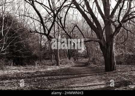 Landschaft aus Bäumen und Wäldern Stockfoto