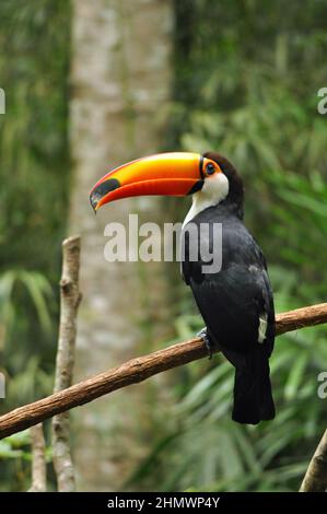 Toco Toucan (Ramphastos toco) auf einem Ast sitzend, mit Blick auf die Kamera, Seitenansicht. Aufgenommen bei den Iguzu Fällen, Argentinien Stockfoto